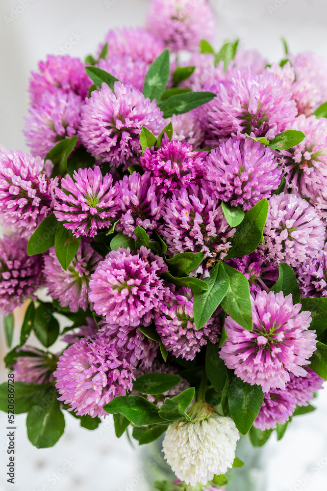 Clover flowers in a glass vase. Herbs harvesting of medicinal raw materials Clover flowers in a glass vase. Herbs harvesting of medicinal raw materials