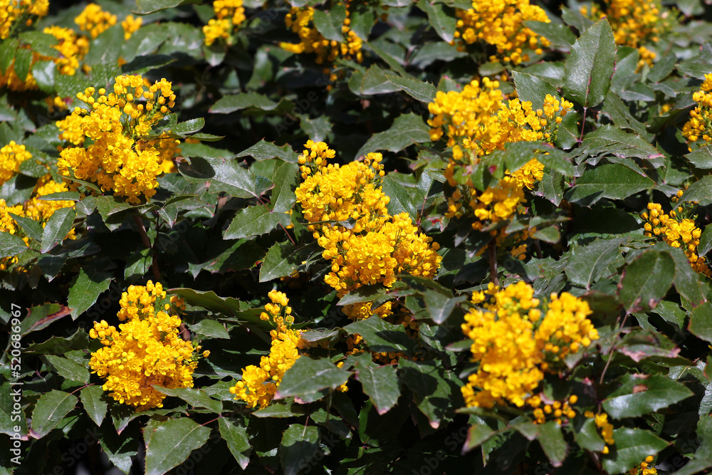 Obraz premium Berberis aquifolium, or Oregon grape, a species of salmon barberry