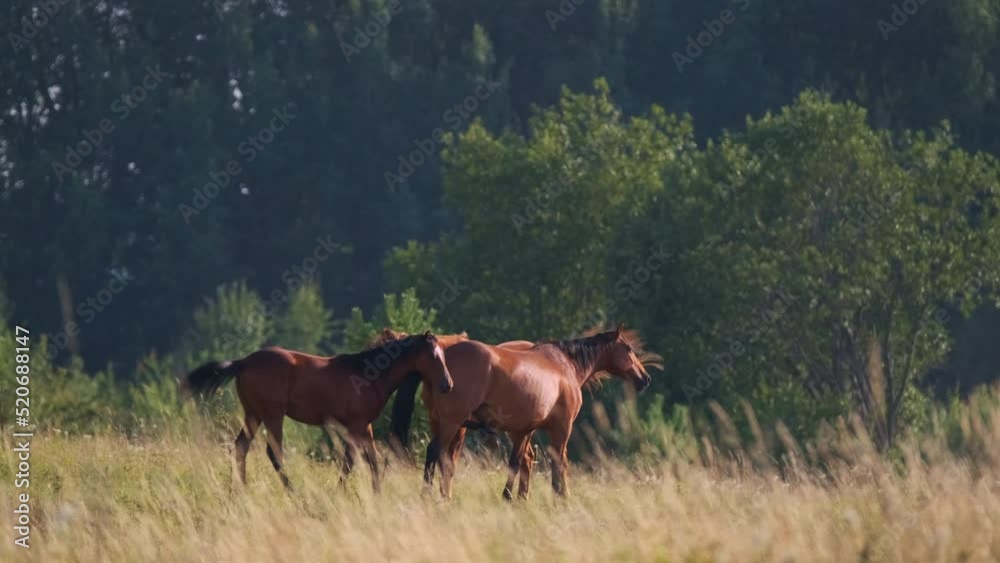 Horses grazing in field in summer Horses grazing in field in summer