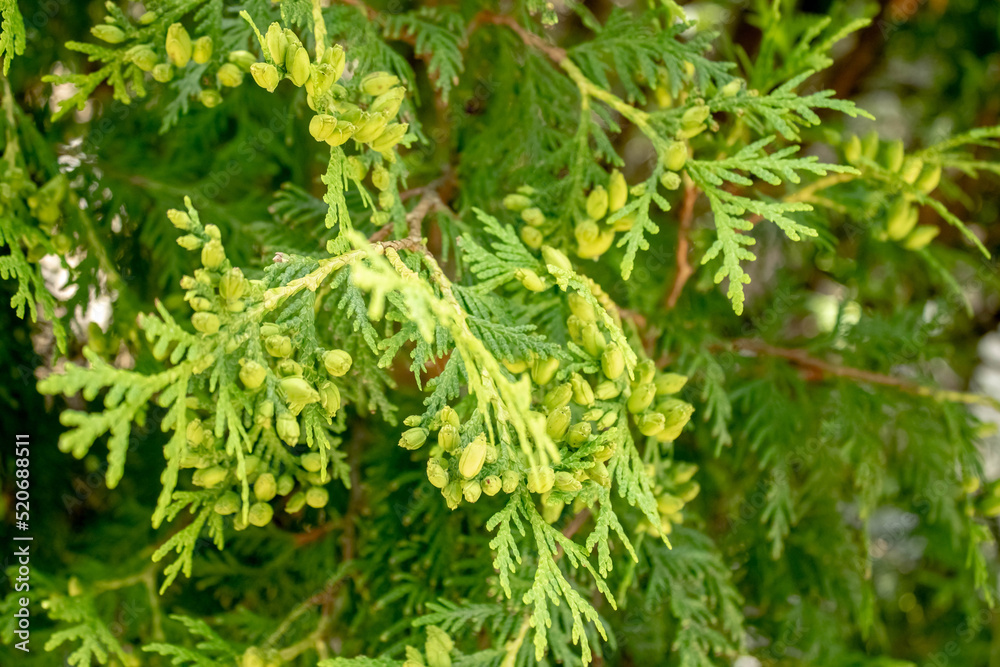 green prickly branches of a fur-tree or pine green prickly branches of a fur-tree or pine