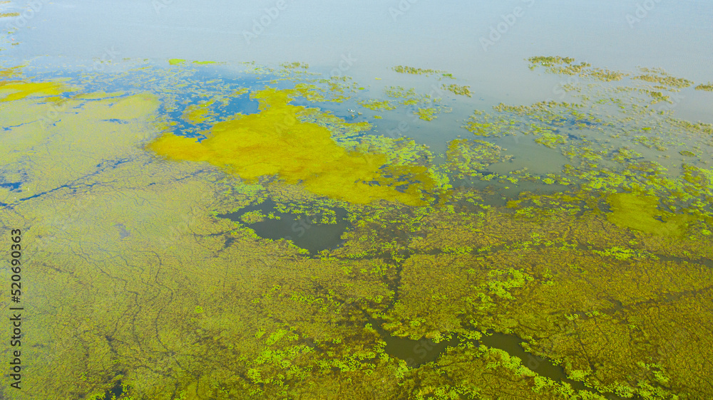 Swamp, Bog With Plants And Thickets , Top View. Sri Lanka.