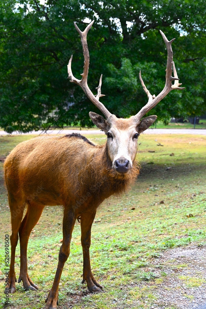 Lonesome deer Lonesome deer