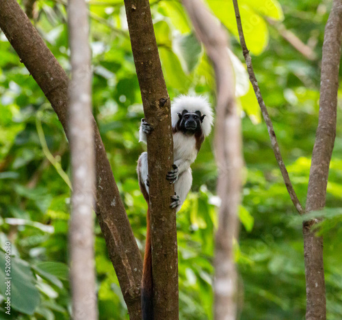 Cotton Top Tamarin (Saguinus oedipus) in Tayrona National Park photo