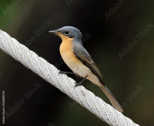 Female leaden flycatcher bird sitting on a rope in Australia photo