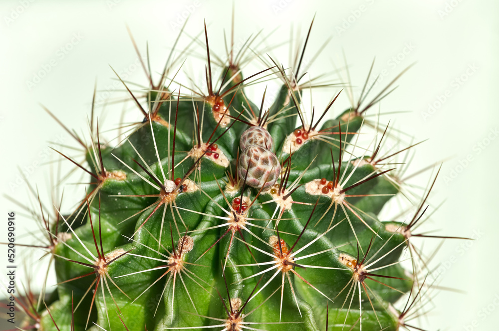 Close-up of Thelocactus setispinus with buds on a light background. Green сactus with long needles, selective focus Close-up of Thelocactus setispinus with buds on a light background. Green сactus with long needles, selective focus