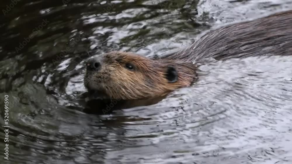 Beaver feeding small tree trunk in the water, Canada
North America nature and Beavers wildlife, global warming concept, Canada, 2022
Beaver feeding small tree trunk in the water, Canada
North America nature and Beavers wildlife, global warming concept, Canada, 2022