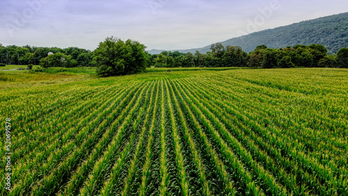 Young cornfield with many rows