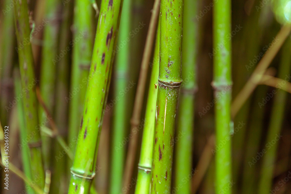 Obraz premium Bamboo stalks close-up in daylight.