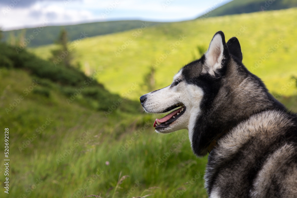 Naklejka premium Portrait of a blue eyed beautiful smiling Siberian Husky dog with tongue sticking out in the mountain background