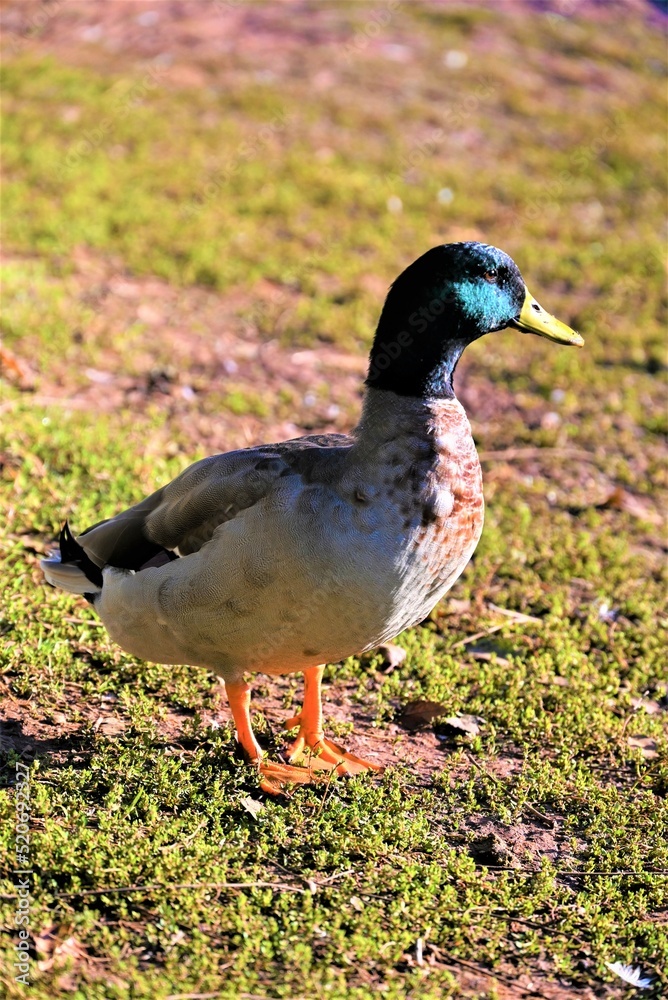 Ducks Ducks