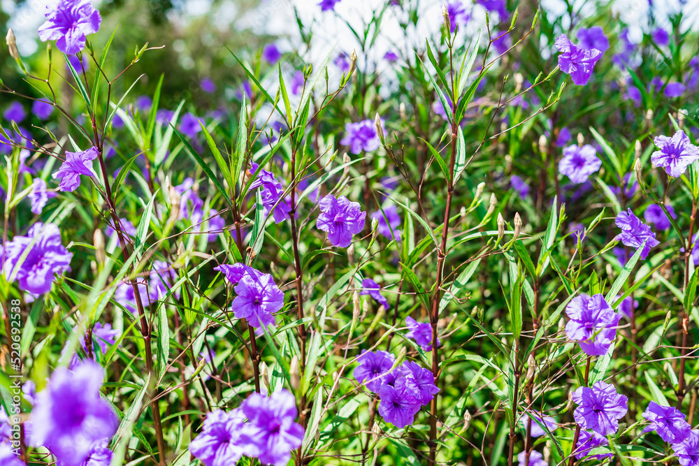 Fototapeta premium Ruellia Simple purple Mexican Petunia wild petunia garden of purple ornamental flowering grass
