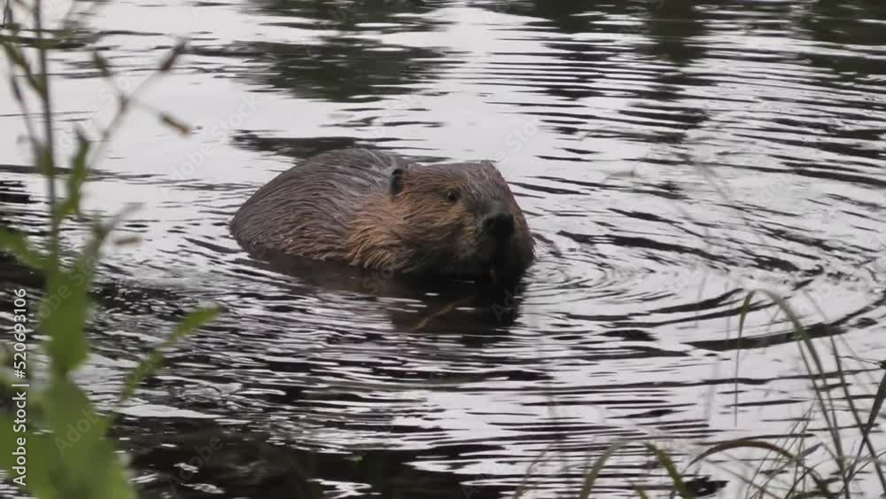 Beavers in the water gnaws and swims, North America
North America nature and Beavers wildlife, global warming concept, Canada, 2022
Beavers in the water gnaws and swims, North America
North America nature and Beavers wildlife, global warming concept, Canada, 2022