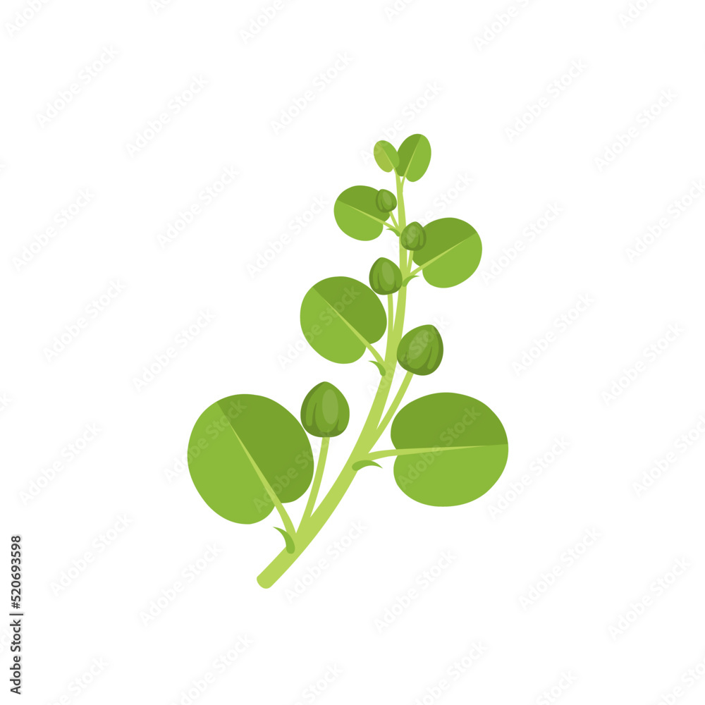 Vector illustration, fresh caper bud with leaves, scientific name Capparis spinosa, flat design, isolated on white background