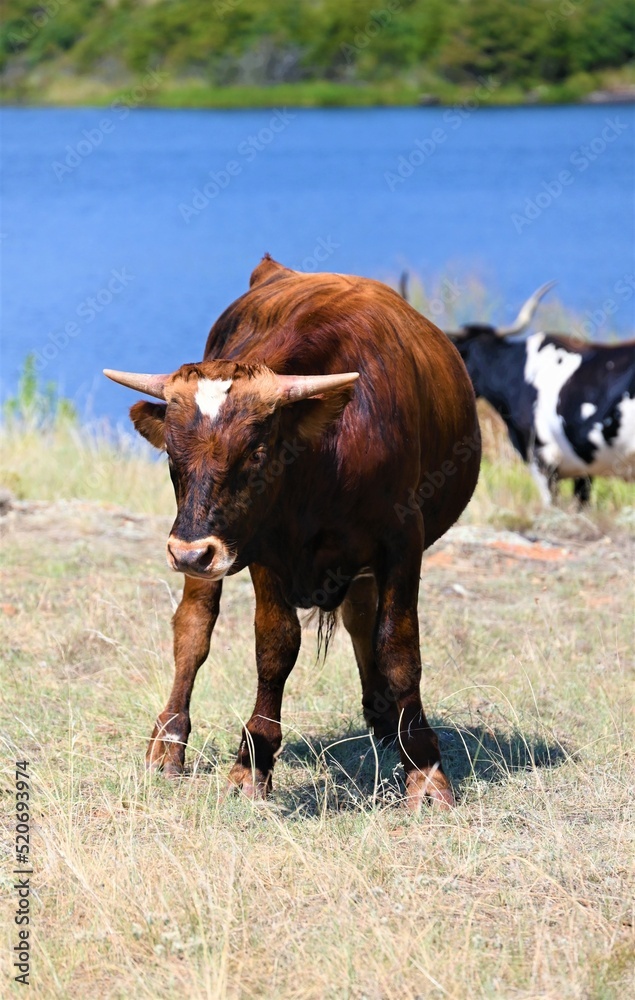 Free range longhorn Free range longhorn