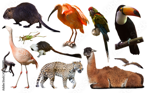Set of various south american wild birds, animals, reptiles and insects isola...