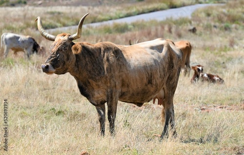Fototapeta Naklejka Na Ścianę i Meble -  Free Range Longhorn Cattle