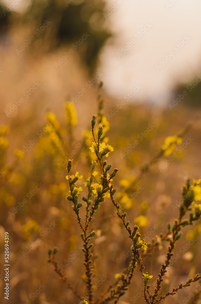 Yellow Flowering Weeds Bloom Amoung the Golden Sunlight Upon the Roadside of Rural California Country Yellow Flowering Weeds Bloom Amoung the Golden Sunlight Upon the Roadside of Rural California Country