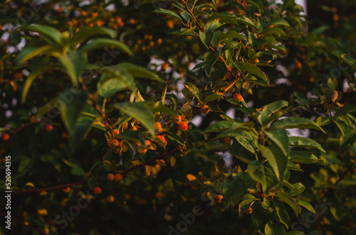 Crab Apples Grow Upon the Long Brown Branches of a Young Tree, Gleaming in the Sun's Golden Hour
