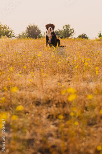 Border Collie Sits in the Tall Yellow Flowers of the Rural Country Side Enveloped in the Misty Red Sky