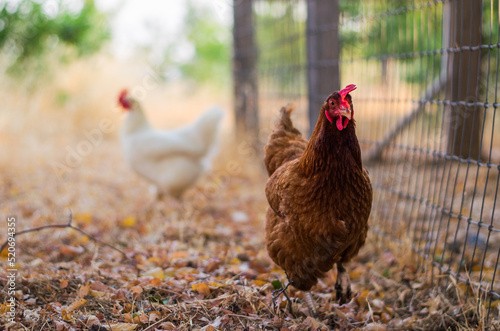 Free Range Hens Roam a Small Family Farm on a Summer's Day