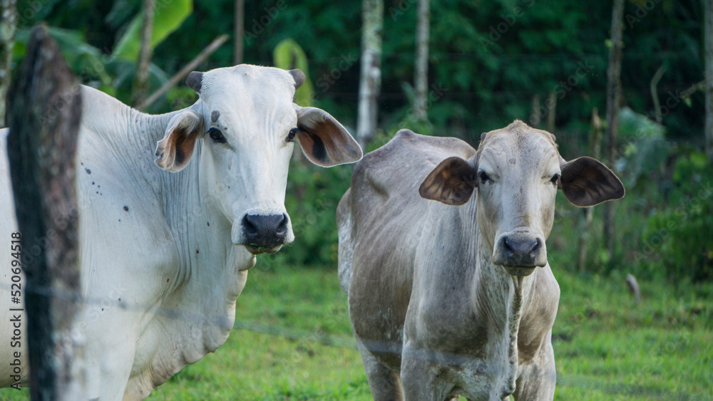 
cows in the field