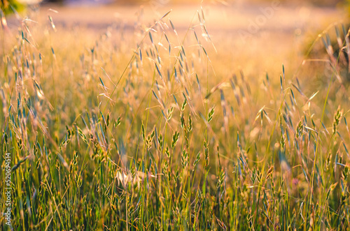 The sun sets along the California countryside and casts a golden glow among the tall grass and weeds