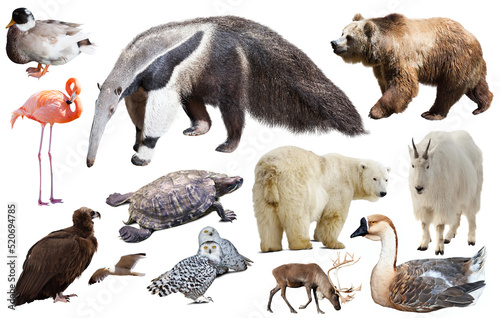 assortment of many north american wild birds and mammal animals isolated on w...