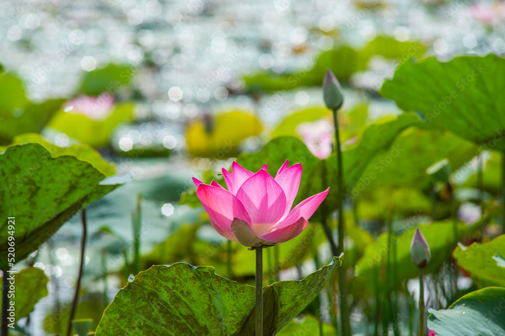 Nature photo: Lotus flowers. This is beautifull flowers.Time: July 17, 2022. Location: Ho Chi Minh City. Content: Lotus has both aroma and color, but the lotus scent is not too strong but gentle. Nature photo: Lotus flowers. This is beautifull flowers.Time: July 17, 2022. Location: Ho Chi Minh City. Content: Lotus has both aroma and color, but the lotus scent is not too strong but gentle.