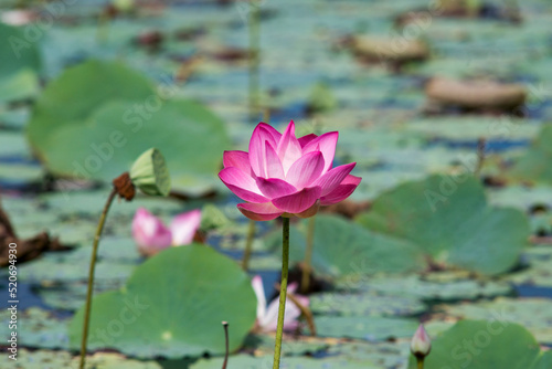 Nature photo  Lotus flowers. This is beautifull flowers.Time  July 17  2022. Location  Ho Chi Minh City. Content  Lotus has both aroma and color  but the lotus scent is not too strong but gentle. 