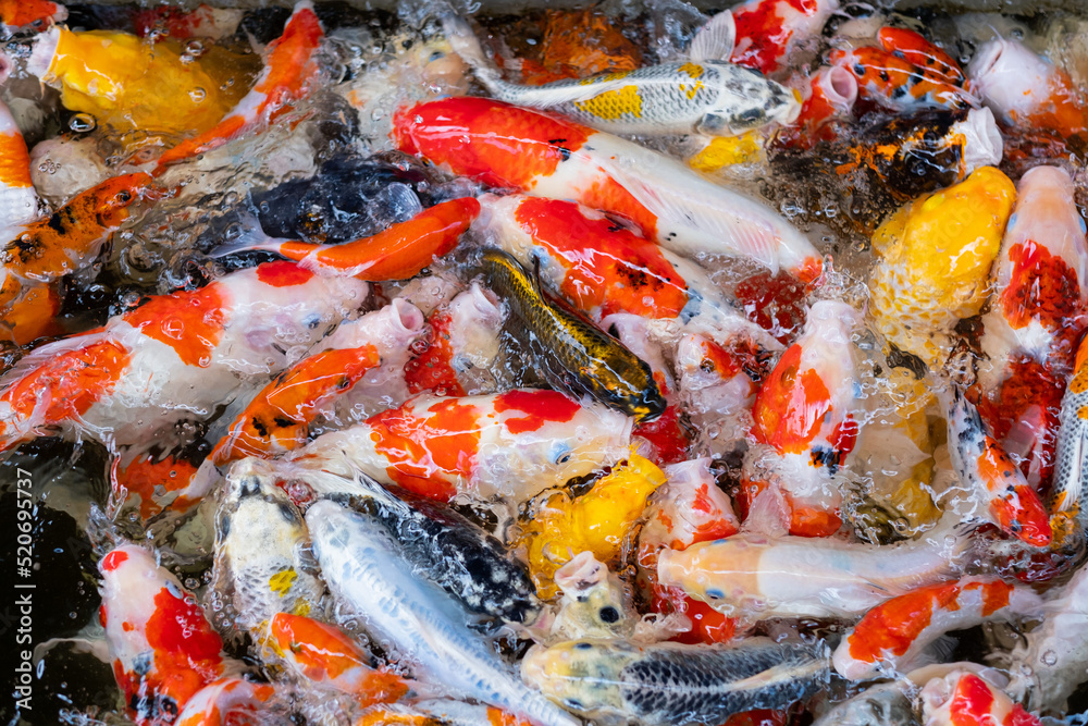 carp fish pond background, colorful background, Fancy carp carp fish pond background, colorful background, Fancy carp