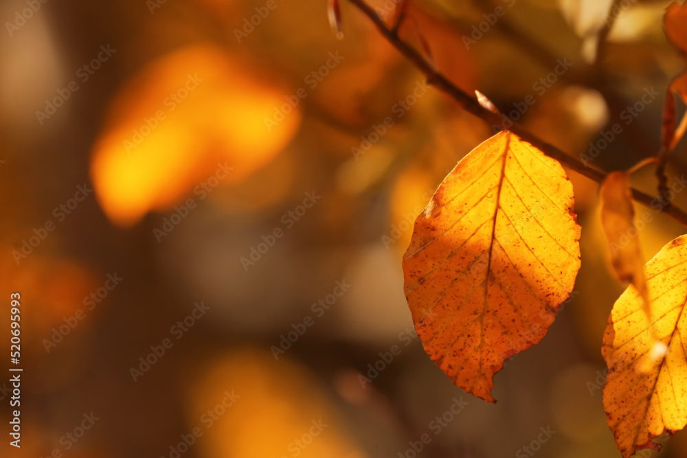 Fototapeta premium Beautiful tree branch with orange autumn leaves outdoors, closeup. Space for text