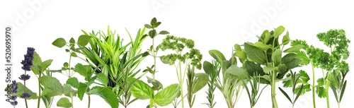 Many different aromatic herbs on white background, top view. Banner design