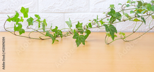 Plant and floor or table background material.  植物と床またはテーブルの背景素材