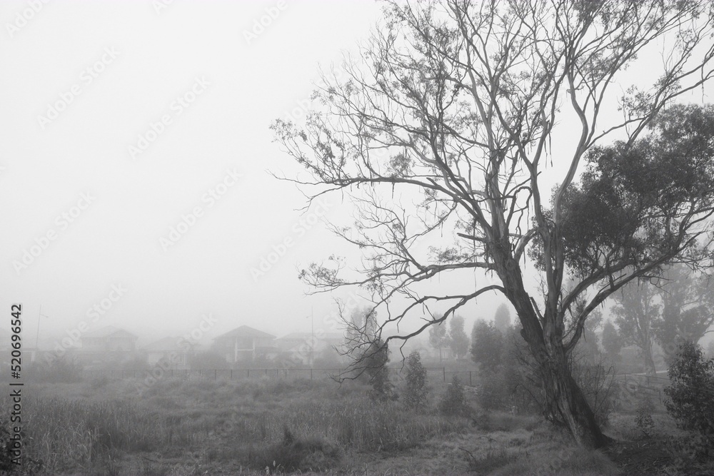 Fototapeta premium Foggy morning