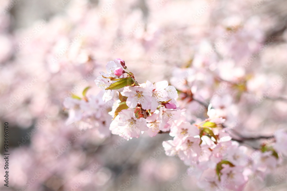 桜