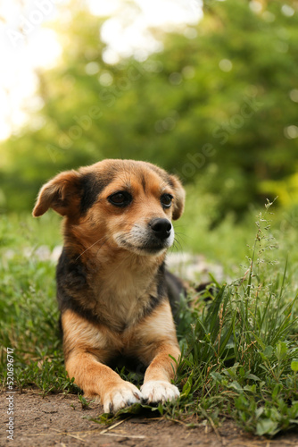 Cute dog lying on green grass outdoors