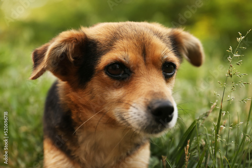 Cute dog on green grass outdoors, closeup view