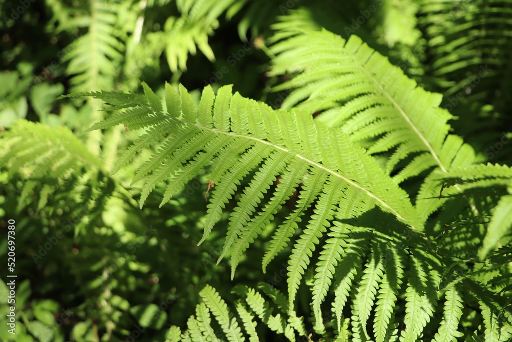 Beautiful fern with lush green leaves growing outdoors, closeup Beautiful fern with lush green leaves growing outdoors, closeup