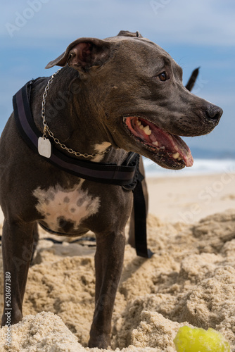 Pit Bull dog playing on the beach. Having fun with the ball and digging a hole in the sand. Partly cloudy day. Selective focus © Diego