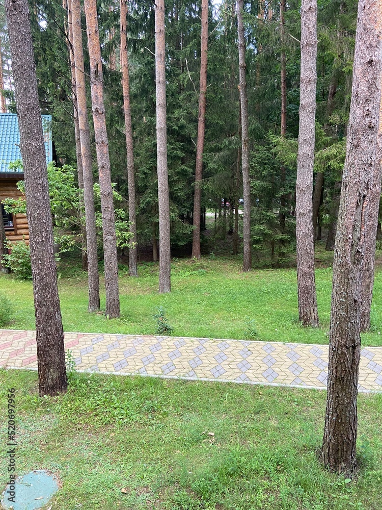 Obraz premium trees in the forest