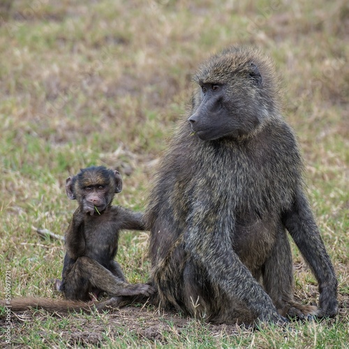 baboon mother and baby