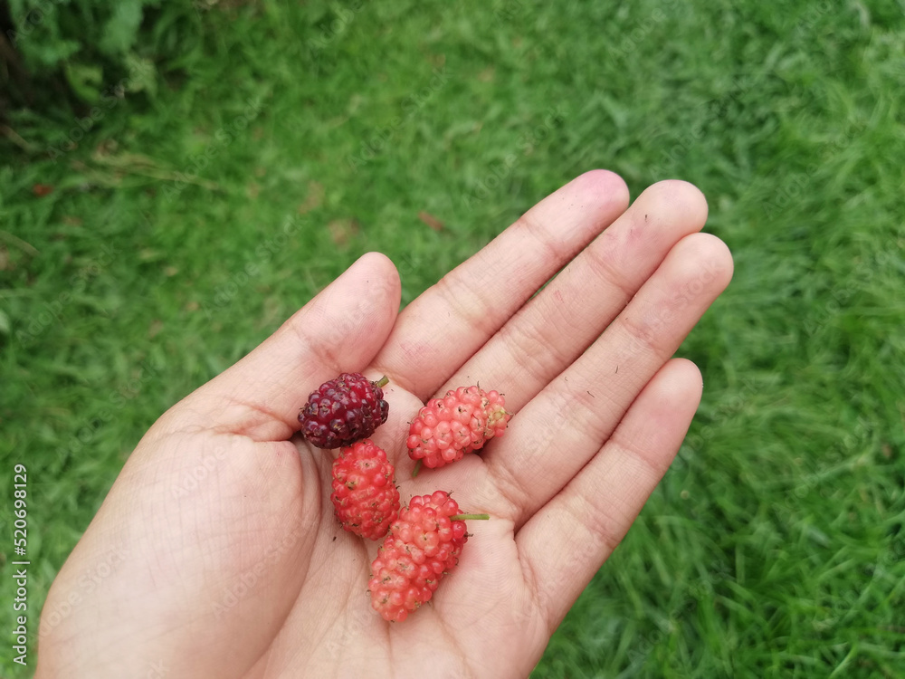 Hands holding the wild Mulberry fruit,isolated on nature green background Hands holding the wild Mulberry fruit,isolated on nature green background