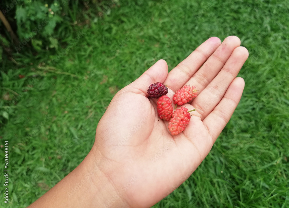 Hands holding the wild Mulberry fruit,isolated on nature green background Hands holding the wild Mulberry fruit,isolated on nature green background