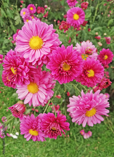 Groups of red flowers on grey wall background