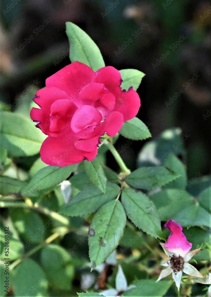 Oklahoma Garden Rose