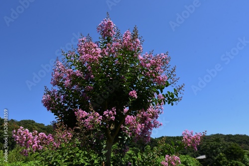 Background material of seasonal flowers. Summer flowers  Crape myrtle flowers.