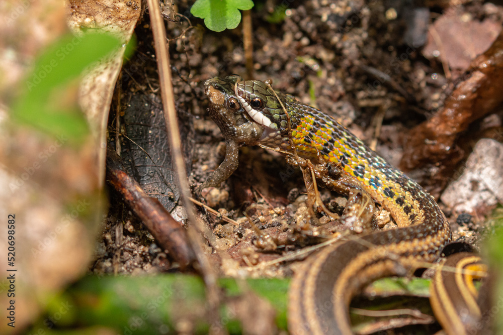Colombian nature: close up of snake (liophis) eating a small frog in Tayrona National Park / Colombia Colombian nature: close up of snake (liophis) eating a small frog in Tayrona National Park / Colombia
