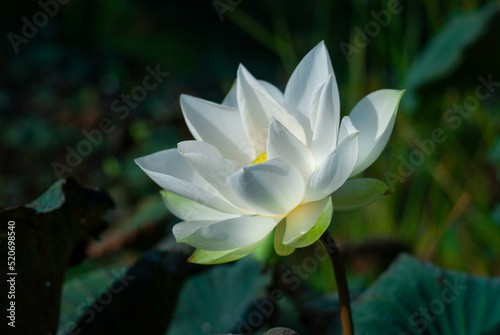 White lotus flowers of various sizes in the morning pond 