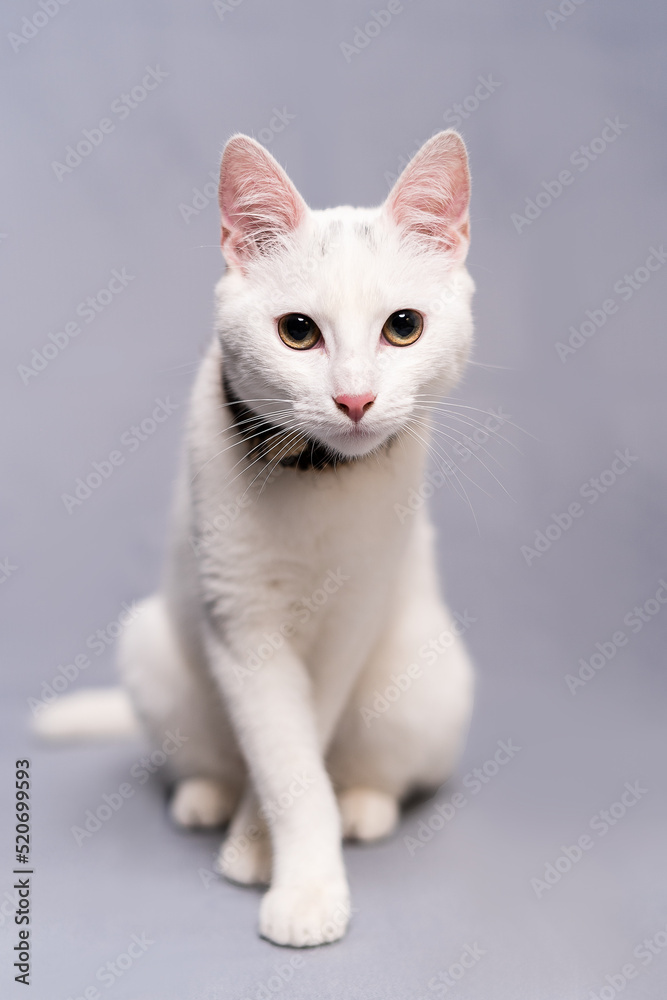 Close-up of young white cat looking at the camera on gray background