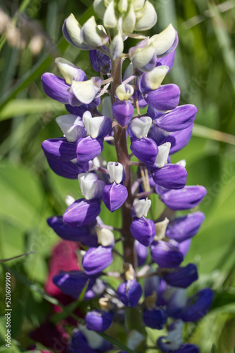 Blooming Lupins in the Garden